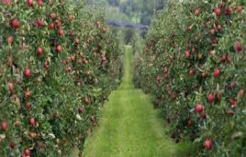 Heart-warming 4 Days GULMARG Honeymoon Holiday Package