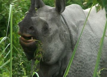 Amazing 6 Days Kolkata, Siliguri to Gorumara National Park Forest Trip Package