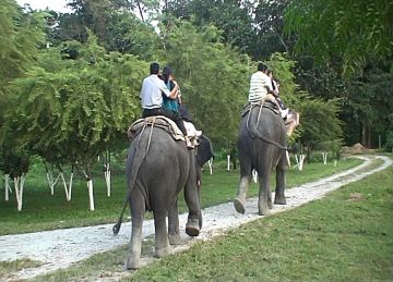 Amazing 6 Days Kolkata, Siliguri to Gorumara National Park Forest Trip Package
