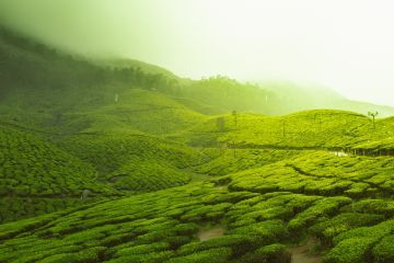 8 Days Bangalore, Karnataka, Mysuru with Coorg Nature Tour Package