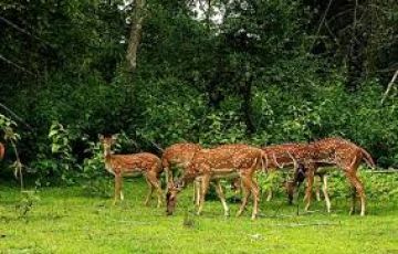 Beautiful Nagarahole Nature Tour Package for 2 Days