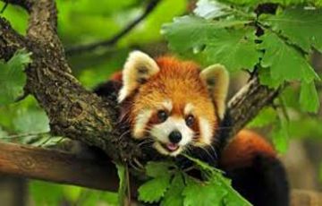 Family Getaway 7 Days Kullu Holiday Package