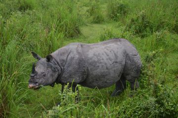 6 Days Kolkata, Sliguri, Guwahati to Guwahati Trip Package