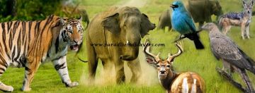 3 Days Delhi to Dehradun Wildlife Vacation Package