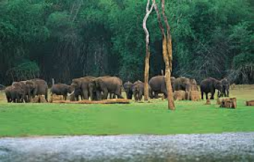 Amazing 5 Days Kochi to Thekkady Wildlife Vacation Package