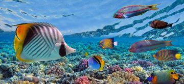 Magical 5 Days 4 Nights Port Blair, Havelock Island with CORBYNS COVE Honeymoon Tour Package