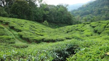 Memorable Chickmagaluru Tour Package for 3 Days