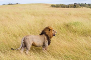 Majestic Kenya Wildlife Safari