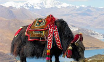 Amazing 8 Days 7 Nights Yumthang Vacation Package