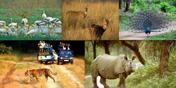 Family Getaway 3 Days Assam Offbeat Trip Package