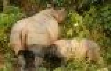 Experience 12 Days Kathmandu to Bandipur Wildlife Holiday Package