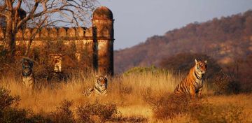 Ecstatic 4 Days Delhi to Ranthambhore Fort Honeymoon Tour Package
