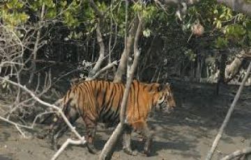 Ecstatic 3 Days Kolkata to Canning Holiday Package