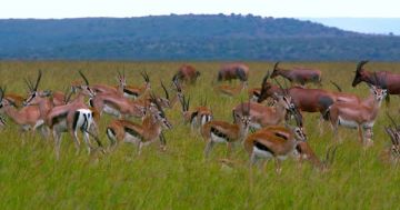 Family Getaway 4 Days 3 Nights Lake Nakuru Tour Package