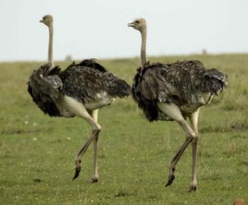 Family Getaway 4 Days 3 Nights Lake Nakuru Tour Package