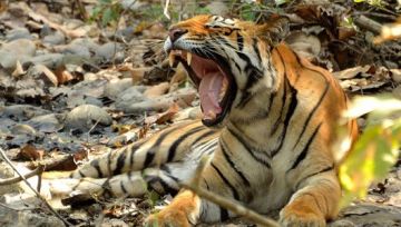 Amazing 3 Days Jim Corbett Family Trip Package