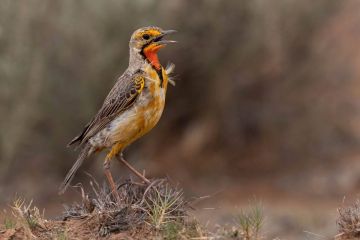 Experience 3 Days 2 Nights Mombasa with Tsavo Beach Vacation Package