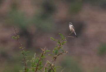 Experience 3 Days 2 Nights Mombasa with Tsavo Beach Vacation Package