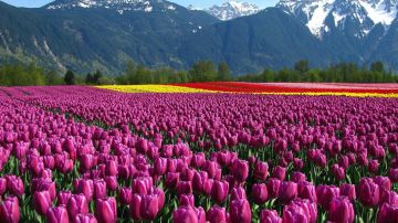 4 Days 3 Nights TULIP GARDEN Park Trip Package