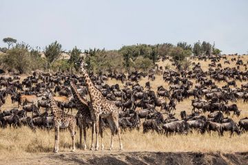 Beautiful Maasai Mara Nature Tour Package for 3 Days 2 Nights