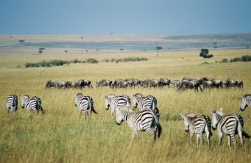 Beautiful Maasai Mara Nature Tour Package for 3 Days 2 Nights