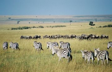 Beautiful Maasai Mara Nature Tour Package for 3 Days 2 Nights Beautiful Maasai Mara Nature Tour Package for 3 Days 2 Nights