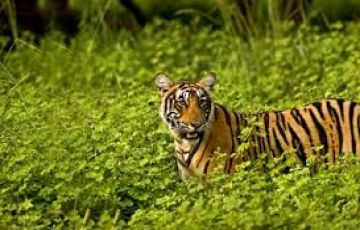 Memorable Bandhavgarh Tour Package for 3 Days 2 Nights