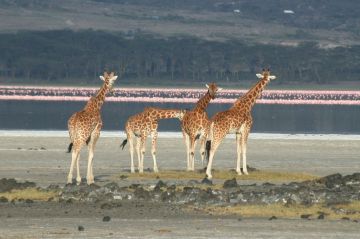 Experience 3 Days 2 Nights Elementaita Park Tour Package
