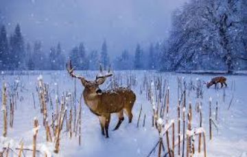 6 Days 5 Nights Sonagmarg Hill Tour Package