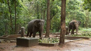 Memorable 2 Days 1 Night Cochin and Malayattoor Holiday Package