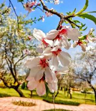 Heart-warming 6 Days Srinagar Honeymoon Tour Package