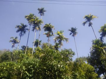 6 Days 5 Nights Kochi to Alleepy Offbeat Holiday Package