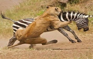 Pleasurable 3 Days Mikumi National Park Park Vacation Package