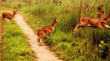 Heart-warming 7 Days 6 Nights Chitwan Religious Vacation Package