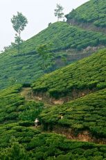 4 Days Kochi Hill Stations Holiday Package