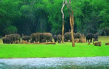 Ecstatic 3 Days COCHIN to Munnar Wildlife Vacation Package