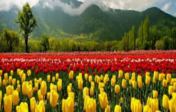 Heart-warming Pahalgam Honeymoon Tour Package for 4 Days 3 Nights