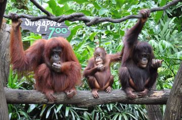Heart-warming 5 Days Singapore Wildlife Tour Package