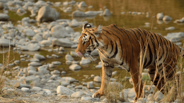 Jim Corbett Wildlife Tour Package from Ramnagar