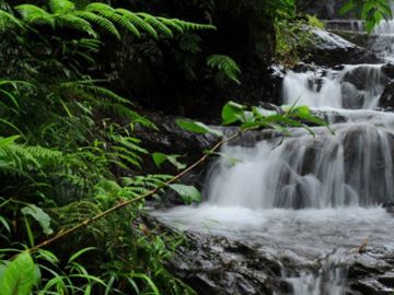 Experience 4 Days Wayanad Luxury Tour Package