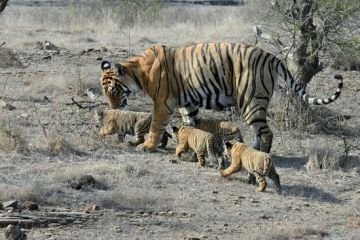 3 Days 2 Nights Ranthambhore Fort Resort Tour Package