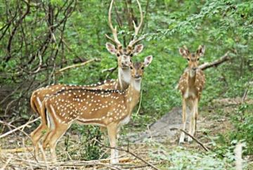 Memorable 3 Days Nagpur to Kanha National Park Wildlife Vacation Package