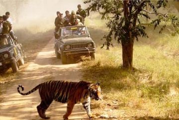 Memorable 3 Days Nagpur to Kanha National Park Wildlife Vacation Package