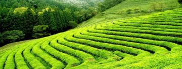 6 Days Gangtok to Darjeeling Vacation Package