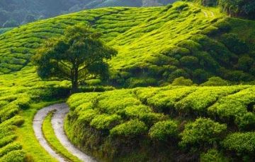 Magical 3 Days Wayanad Friends Vacation Package
