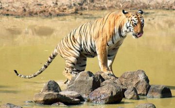 Heart-warming 3 Days Jabalpur to Kanha Forest Holiday Package