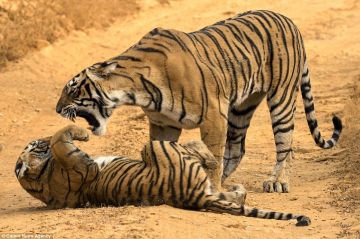Heart-warming 3 Days Jabalpur to Kanha Forest Holiday Package