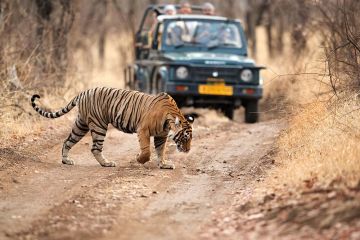 Heart-warming 3 Days 2 Nights Ranthambore Historical Places Trip Package