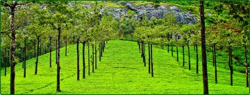 6 Days 5 Nights Kochi to Thekkady Resort Vacation Package