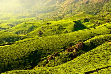 6 Days 5 Nights Kochi to Thekkady Resort Vacation Package